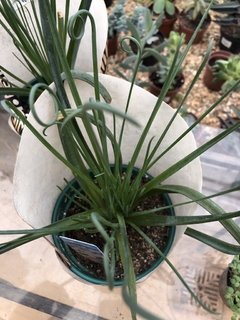 Albuca spiralis