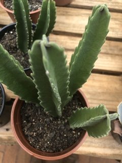 Stapelia Hirsuta