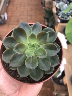 Echeveria melaco