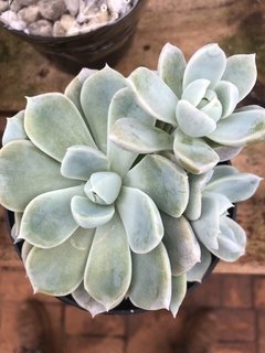 Graptoveria fantome