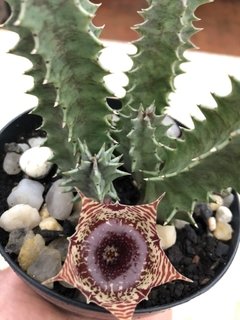 Huernia zebrinha - comprar online