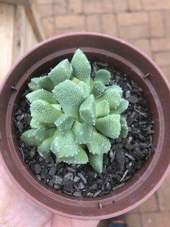 Aloinopsis setifera