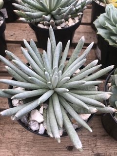 Senecio scaposus