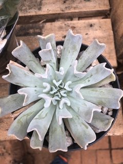 Echeveria runyonii