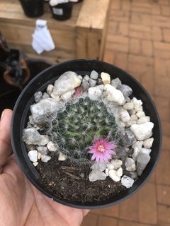 mammillaria rubrograndis