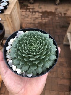 Sempervivum x hybridum