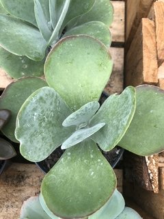 Kalanchoe thyrsiflora ( orelha de elefante )