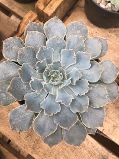 Echeveria shaviana ( Walther)