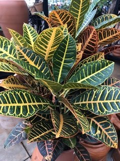 Croton petra pt24