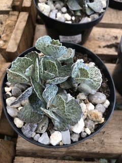 Kalanchoe rhombopilosa