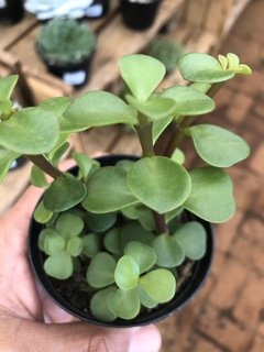 Portulacaria Afra