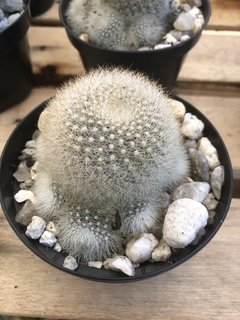 Rebutia fiebrigii ( muscula )