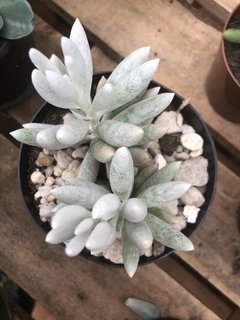 Senecio haworthii