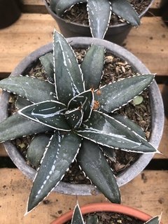 Agave victoriae