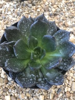 Echeveria black prince