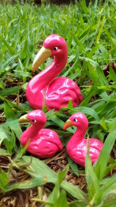 Familinha de flamingos