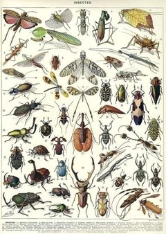 Museo vivo de los insectos - tienda online