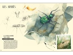Museo vivo de los insectos en internet