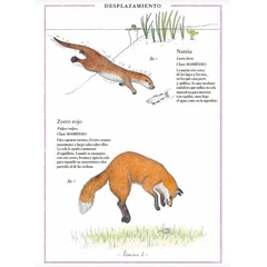 Inventario ilustrado de animales con cola - Ponsatti Libros