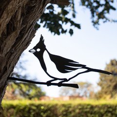 Pájaros Argentinos - Cardenal