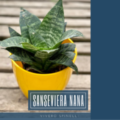 Sanseviera nana