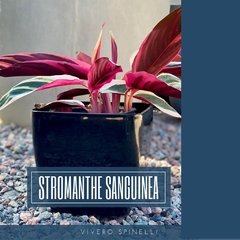 Stromanthe sanguinea en internet