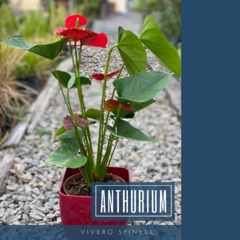 ANTHURIUM