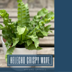 HELECHO CRISPY WAVE - comprar online