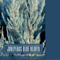 JUNIPERUS BLUE HEAVEN