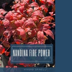NANDINA DOMÉSTICA FIRE POWER 3L