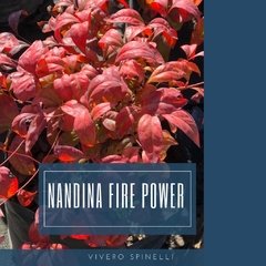 NANDINA DOMÉSTICA FIRE POWER