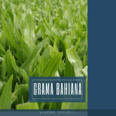 Grama Bahiana - SOLO VENTA EN SUCURSALES - Consultar - comprar online