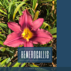 Hemerocallis