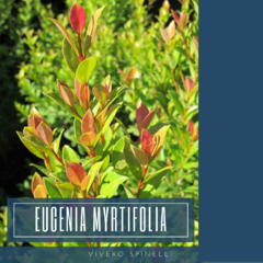 Eugenia Myrtifolia