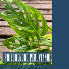 PHILODENDRO PERUVIANO (Monstera Adansonii)