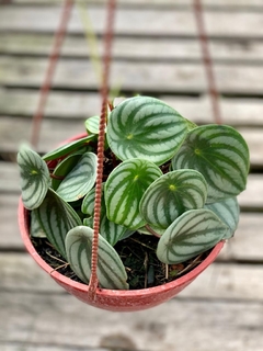 Peperomia Sandersii (Hibrida) en internet