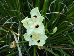 Dietes bicolor - comprar online