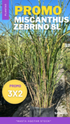 PROMO MISCANTHUS ZEBRINO 10L