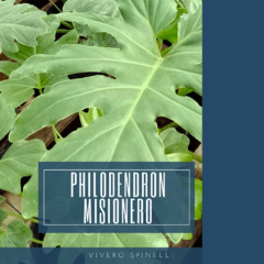 PHILODENDRON MISIONERO