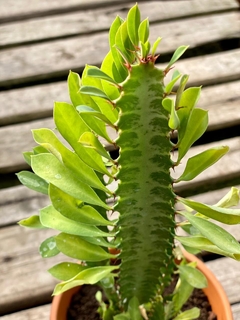 EUPHORBIA TRIGONA en internet