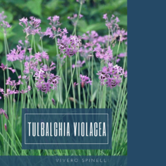 Tulbaghia violacea
