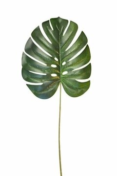 Hoja monstera 61cm