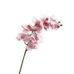 Vara de orquidea rosa
