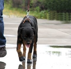 Sapato Antiderrapante Botinha Para Cachorro Tamanho 06 na internet