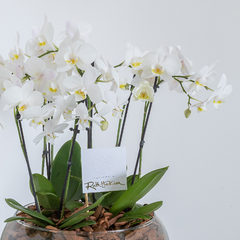 Bowl de mini orquideas - comprar online