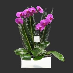 Orquídea Dupla no Espelho - comprar online