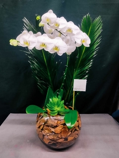 Aquário com 2 Orquídeas Brancas