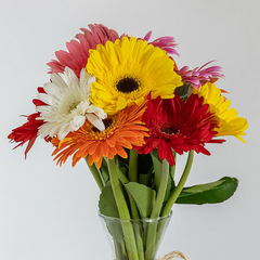 Gerbera no Vaso de Palha - comprar online