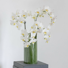 Caixa com Envelope com Mini Orquídeas - comprar online