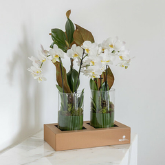 Caixa com 2 cilindros mini Orquídeas